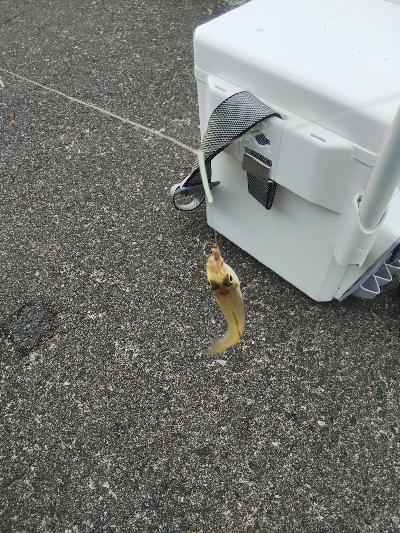 大塩海岸の投げ釣り