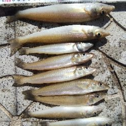 室津のキス釣り