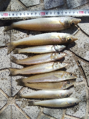 室津のキス釣り