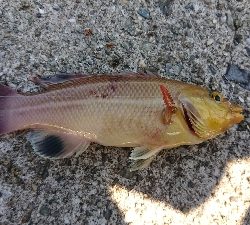 今年２回目のカワハギ狙い