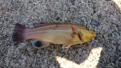 今年２回目のカワハギ狙い