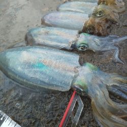 イカの気持ちは秋の空