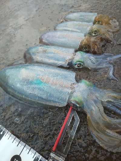 イカの気持ちは秋の空