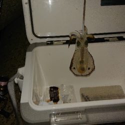 初めてアオリ釣れた