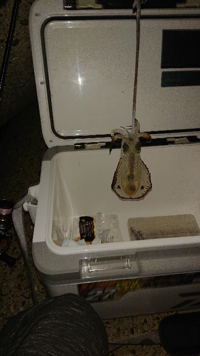 初めてアオリ釣れた