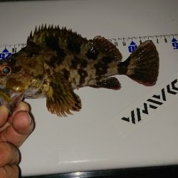 アジングからの青物