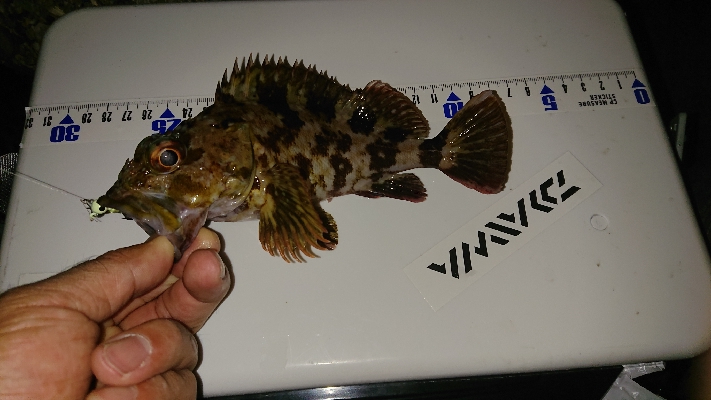 アジングからの青物