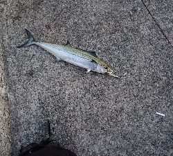 サゴシ 朝 ケーソン