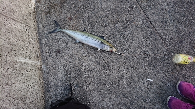 サゴシ 朝 ケーソン