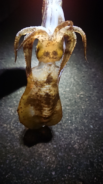 今年はアタリも分かりにくい。