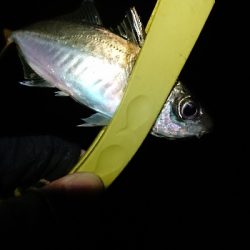 なかなかのサイズ