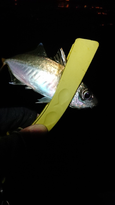 なかなかのサイズ