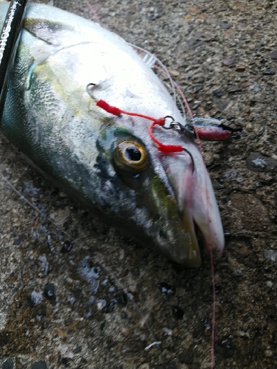 ようやく湾奥にも秋が