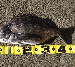 久しぶりの年無しクラス