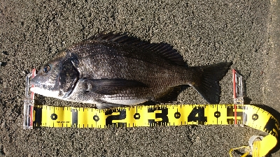 久しぶりの年無しクラス