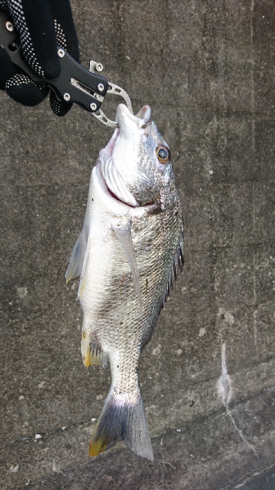 やっぱり上げが釣れる