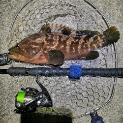 自己新のアコウ