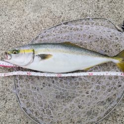 今季初ハマチゲット