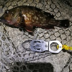 今日もガッシー