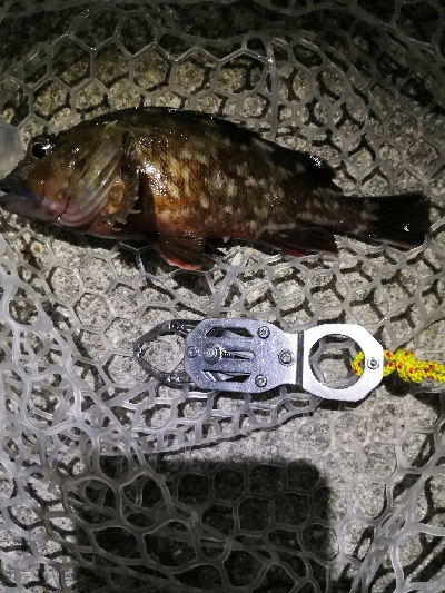 今日もガッシー