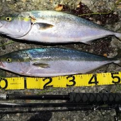 リベンジでメジロ2匹