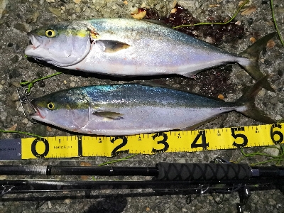 リベンジでメジロ2匹