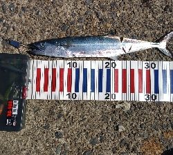 ライトショアジギングと胴付き仕掛け