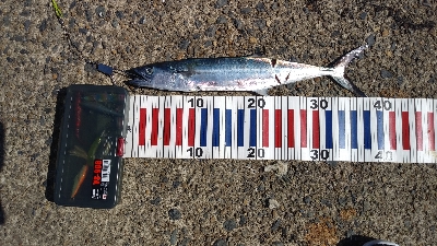 ライトショアジギングと胴付き仕掛け