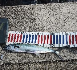 マズメは逃したが