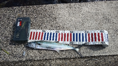 マズメは逃したが