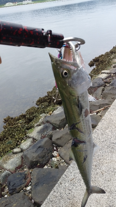 キズだらけのサゴシ