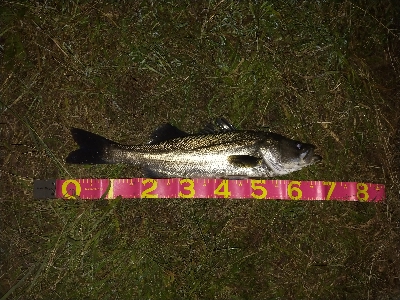 ボトムでキャッチ