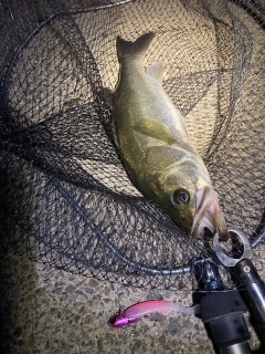 また厳しくなりましたね･・