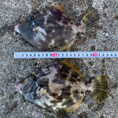 胴付でカワハギ