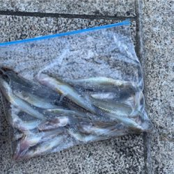 湾奥河川〜ハゼ釣り