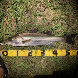 スミス（サラナ80f）月夜にシーバスフィッシング