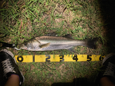 スミス（サラナ80f）月夜にシーバスフィッシング