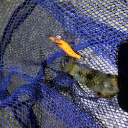 ライトエギングでランガン！