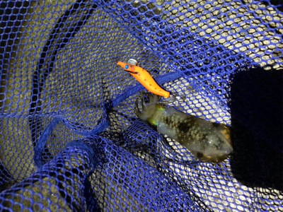 ライトエギングでランガン！