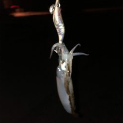 秋イカ秋イカ秋イカ