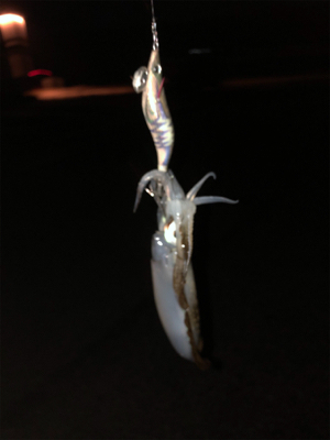 秋イカ秋イカ秋イカ