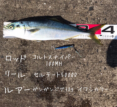 青物ネイゴ42cm！！