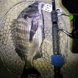 根魚狙いがグレとチヌ