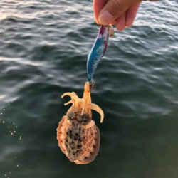 エギング、ショアジギング