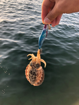 エギング、ショアジギング