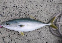 エギングロッドでハマチ!!