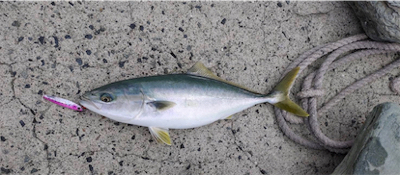 エギングロッドでハマチ!!