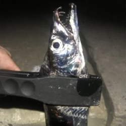 いるのはいる。