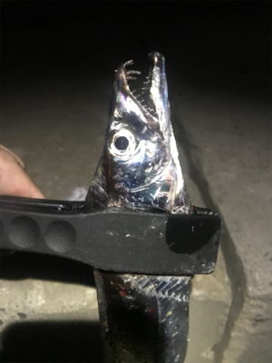 いるのはいる。