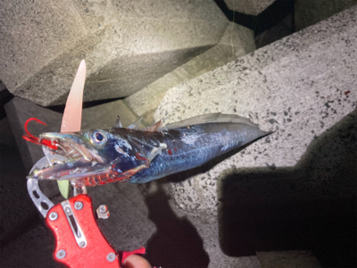 タチウオ、ネリゴ